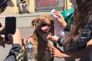 ¿Cómo proteger a los animales durante las manifestaciones?