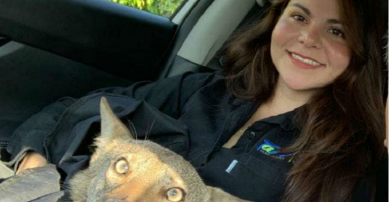 Noticias que impactan: Joven pensó que salvó a un perrito, pero era un coyote salvaje