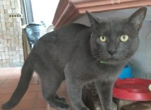 El gato que tenía una doble vida y que fue descubierto por su dueña