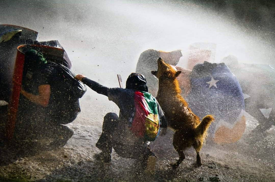 rucio matacapucha en primera línea