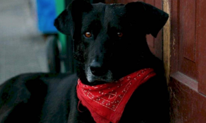 La historia tras el "Negro Matapacos": el símbolo del estallido social