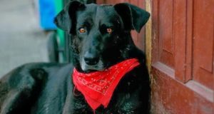 La petición para que el 'Negro matapacos' tenga una estatua en Baquedano