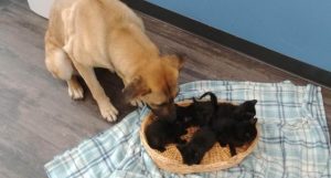 La historia de Serenity, la perrita que salvó a gatos abandonados de morir de frío