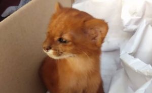 Joven que rescató a 'gato' se llevó gran sorpresa: Era un felino salvaje