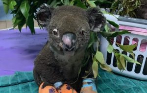 Lewis, el koala rescatado de un incendio en Australia, falleció este lunes