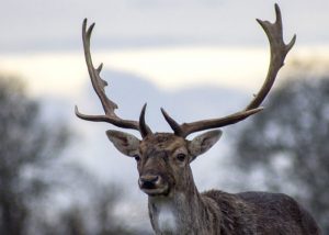 Alarmante: Encuentran a ciervo muerto con más de siete kilos de plástico de su estómago