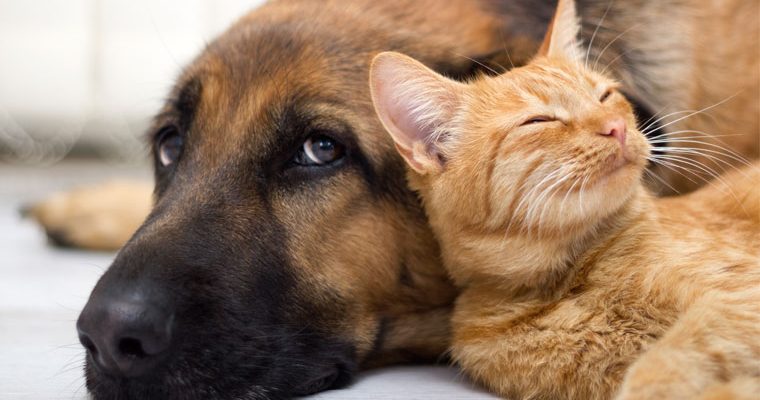 Buenos Aires prohíbe cortar las orejas y cola de los perros