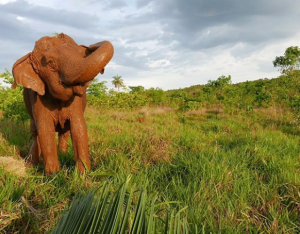 Santuario de Brasil informó muerte de la elefanta Ramba