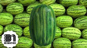 "Lucía, La Sandía": La nueva canción de 31 minutos