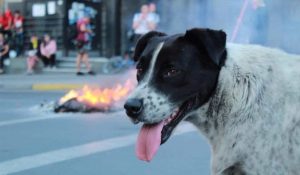 Manifestantes crean marcha falsa para ayudar a perro herido