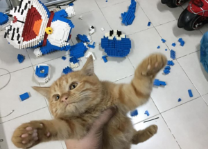 Gato destruyó figura de 2 mil piezas de lego y el registro de su dueño se hizo viral