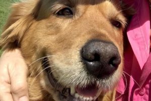 Asha, la perrita que se hizo viral ayudando a un koala perdido en Australia