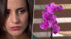 El significado detrás de las orquídeas que recibe Rocío en "Verdades ocultas"
