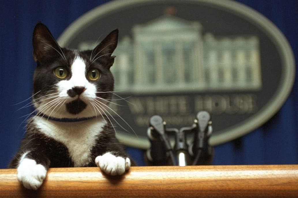 Así se celebró en redes el #DíaInternacionalDelGato