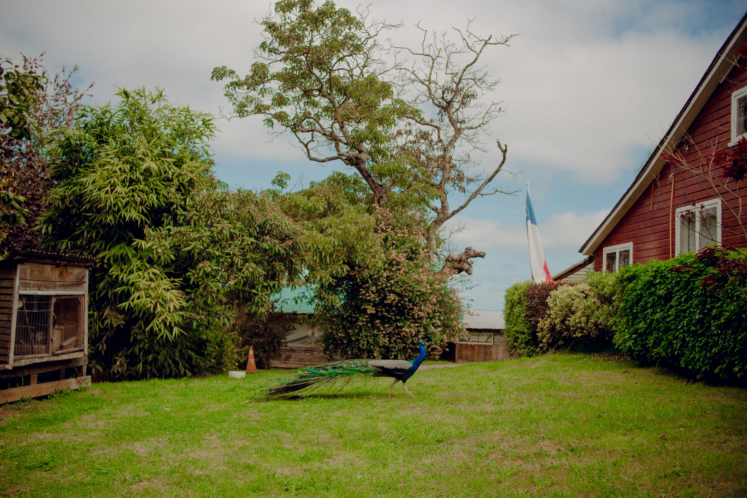 ¡¿Qué?! Vecino de Osorno rifa su casa avaluada en 280 millones de pesos