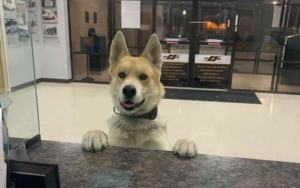 ¿Algo más tierno? Perrito se "auto reportó" perdido en comisaría de EE.UU
