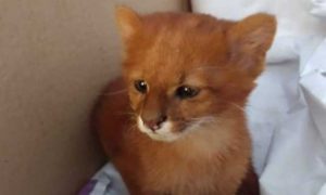 Crecía muy rápido: mujer cuidó a un pequeño Puma pensando que era un gatito