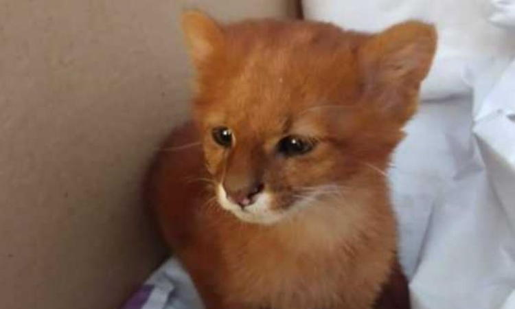 Crecía muy rápido: mujer cuidó a un pequeño Puma pensando que era un gatito