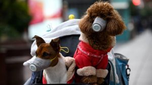 Colegio Médico Veterinario asegura que el Covid-19 no afecta a las mascotas