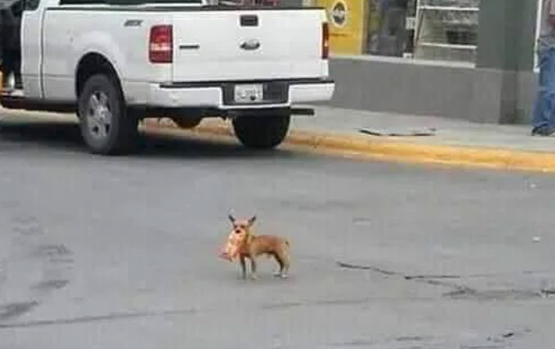 chokis logró comprar el encargo de su dueño