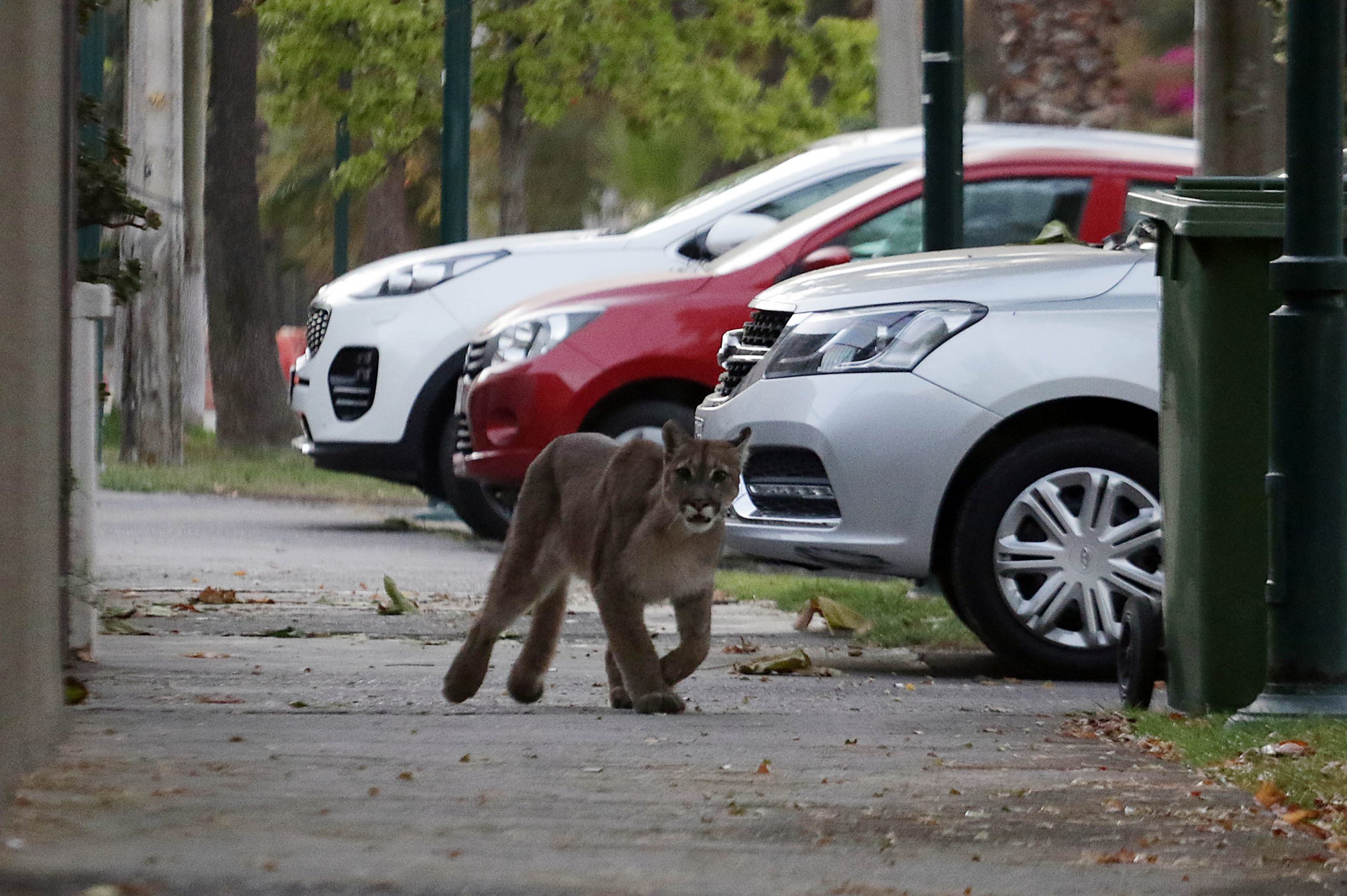 Rescatan a puma que se paseó por las comunas de Ñuñoa y Providencia