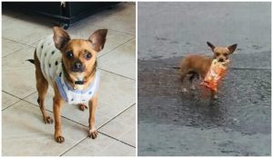 Hombre que manda a su perrita a comprar en cuarentena se hace viral