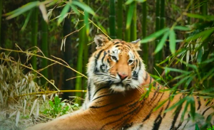 Buin Zoo trae webserie para mostrar cómo viven la cuarentena sus animales