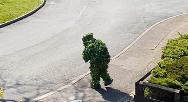 ¿No era un arbusto? Escapó de la cuarentena rodeado de hojas y se hizo viral