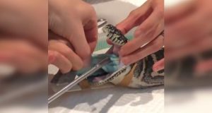 ¡Insólito! pitón fue salvada por veterinarios tras tragar toalla de playa