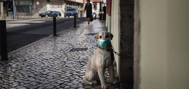 coronavirus y las mascotas colmevet