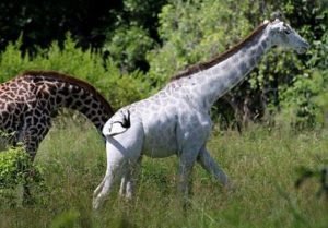 ¡Ahora queda solo 1 ejemplar! Cazadores mataron a jirafa blanca y a su cría