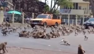 Monos se pelean por comida en Tailandia: No hay turistas que los alimenten