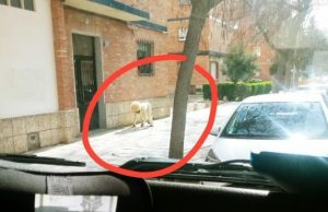 ¡Para no creer! Hombre se disfrazó de perro para violar la cuarentena por coronavirus