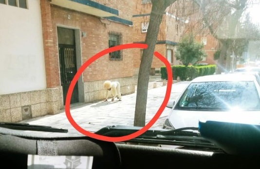 ¡Para no creer! Hombre se disfrazó de perro para violar la cuarentena por coronavirus