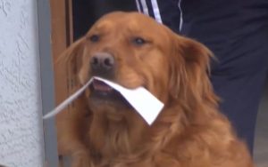 Perrito le entrega insumos básicos a vecina en cuarentena