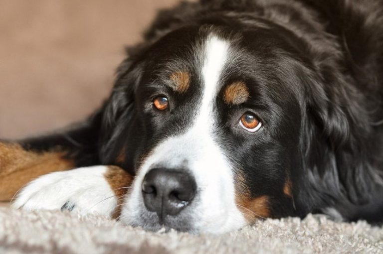 ¿Qué hacer con tu perro durante la cuarentena?
