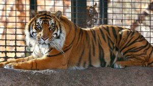 Tigre de zoológico de Nueva York dio positivo por coronavirus