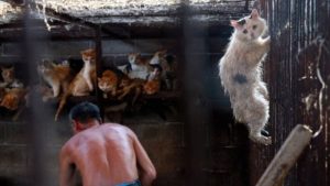 China quiere sacar a perros y gatos de la dieta de su población