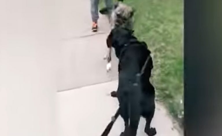 El emotivo encuentro de dos perritas separadas por la cuarentena