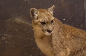 Parque Metropolitano da cuenta del estado de salud de puma rescatado