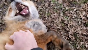 El registro de dos zorros riendo que se volvió viral en redes sociales