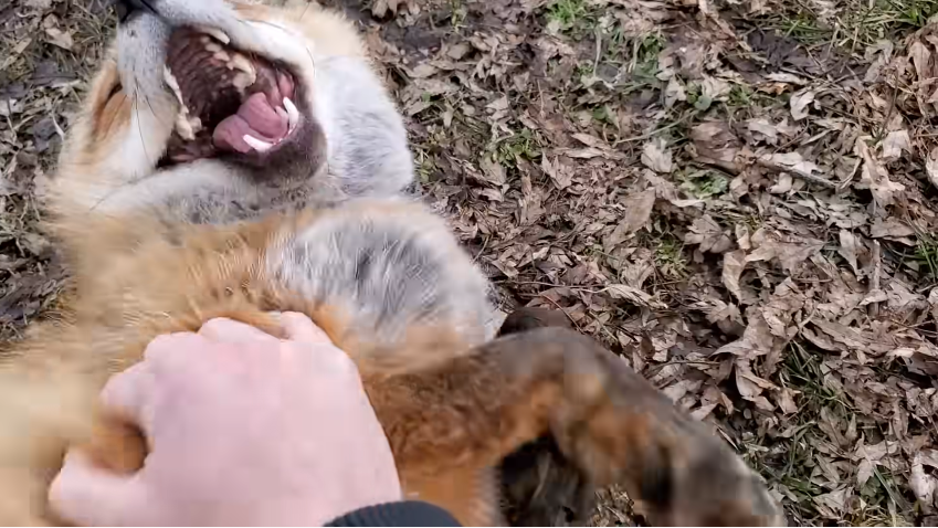 El registro de dos zorros riendo que se volvió viral en redes sociales