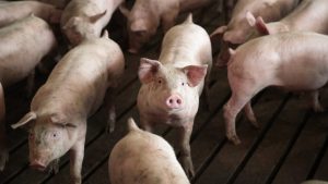 Alertan sobre aparición de gripe porcina con "potencial pandémico" en China