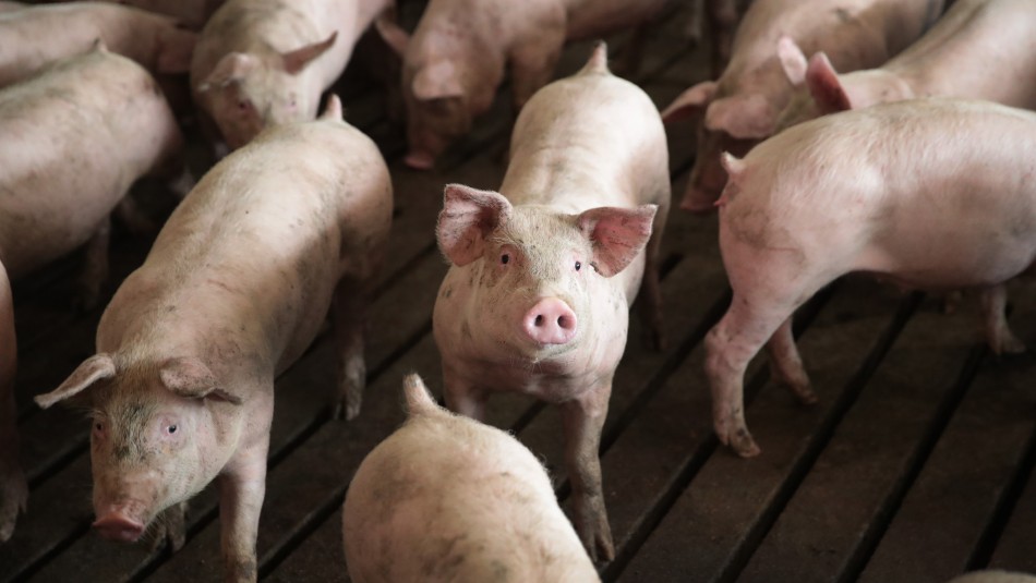 Alertan sobre aparición de gripe porcina con "potencial pandémico" en China