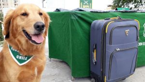 Perros biodetectores de COVID-19: con su olfato podrían saber si alguien está contagiado