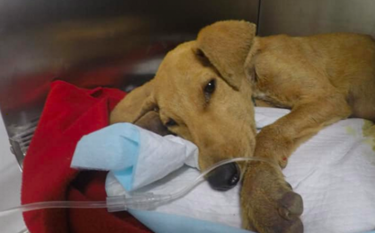 Fallece perrito que presentaba signos de agresión sexual