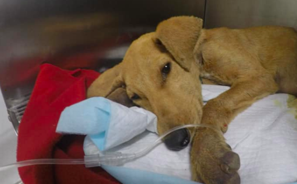 Fallece perrito que presentaba signos de agresión sexual