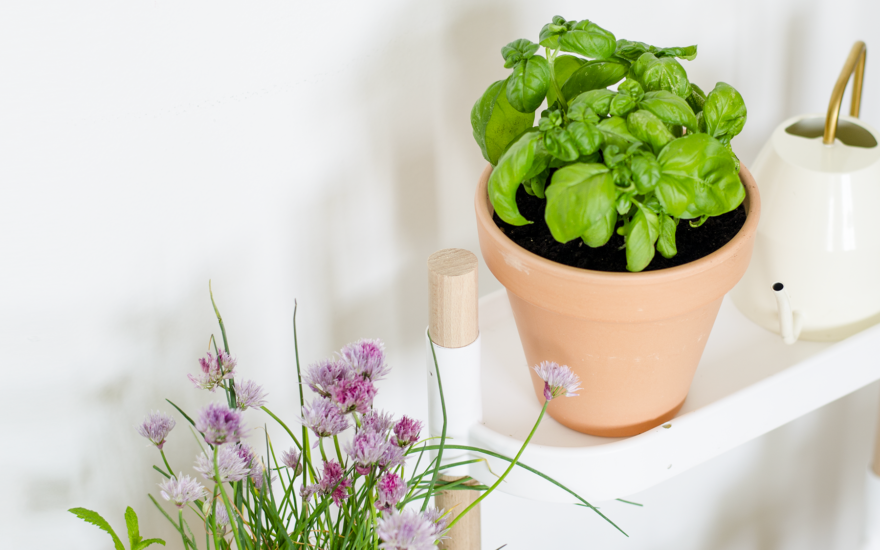 plantas que ayudan contra el estrés