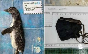 Encuentran a pingüino magallánico muerto con una mascarrilla en su estómago