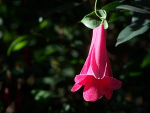 ¿Sabías qué? El nombre del Copihue es un homenaje a una mujer